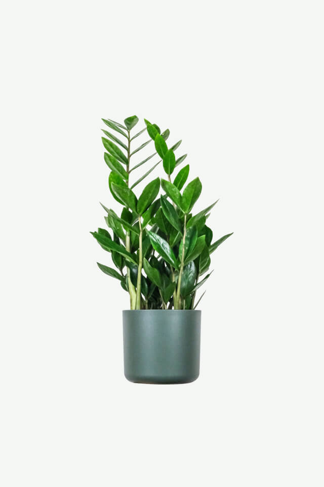 plants ecommerce product featured img 16 plants ecommerce product featured img 16